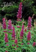 Agastache (Dropplant) Pallida-hybr Globetrotter